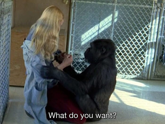 Stills from 'Koko, le gorille qui parle', 1978